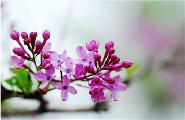 鹵料配方調料丁香的比例 鹵料配方調料丁香的比例